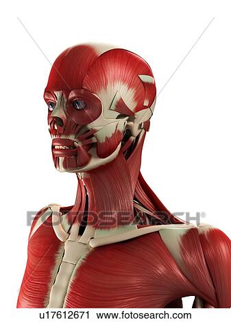 Male muscles, computer artwork. View Large Photo Image Stock Image - Male muscles, computer artwork.. Fotosearch