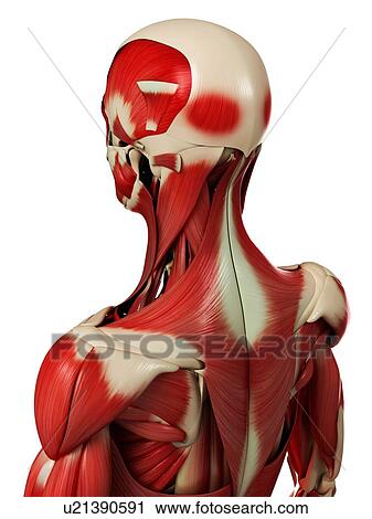 Male muscles, computer artwork. View Large Photo Image Stock Image - Male muscles, computer artwork.. Fotosearch