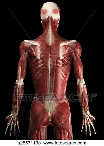 Stock Image - Male muscles, computer artwork.. Fotosearch
