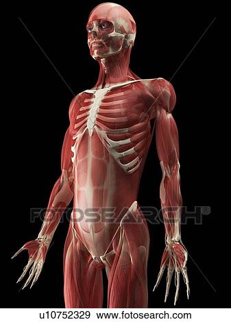 Stock Photo - Male muscles, computer artwork.. Fotosearch
