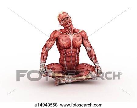 Male muscles, computer artwork. View Large Photo Image Stock Photo - Male muscles, computer artwork.. Fotosearch