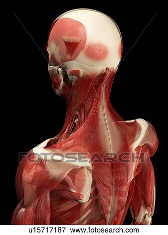 Stock Photo - Male muscles, computer artwork.. Fotosearch