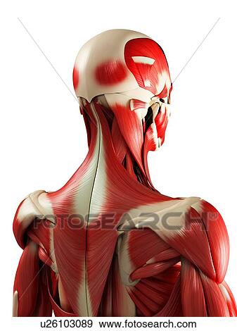 Stock Photo - Male muscles, computer artwork.. Fotosearch