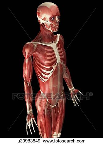 Stock Photo - Male muscles, computer artwork.. Fotosearch