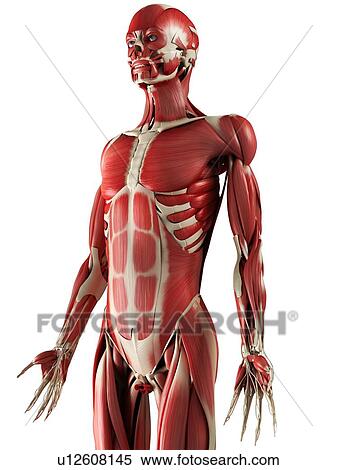 Male muscles, computer artwork. View Large Photo Image Stock Photography - Male muscles, computer artwork.. Fotosearch