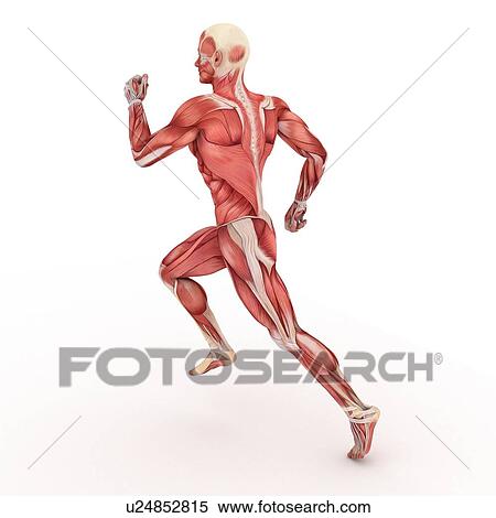 Male muscles, computer artwork. View Large Photo Image Stock Photography - Male muscles, computer artwork.. Fotosearch