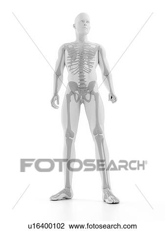 Male skeleton, computer artwork. View Large Photo Image Stock Image - Male skeleton, computer artwork.. Fotosearch