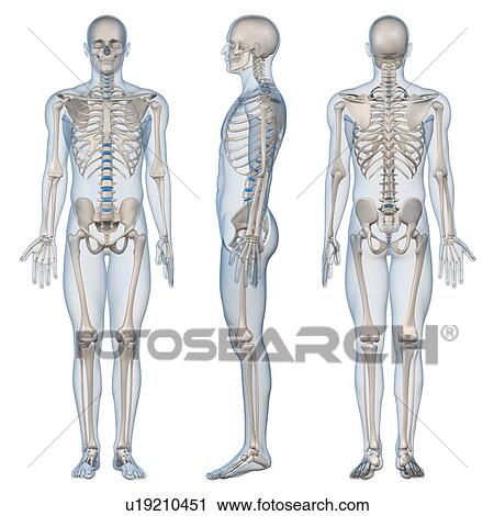 Stock Image - Male skeleton, computer artwork.. Fotosearch