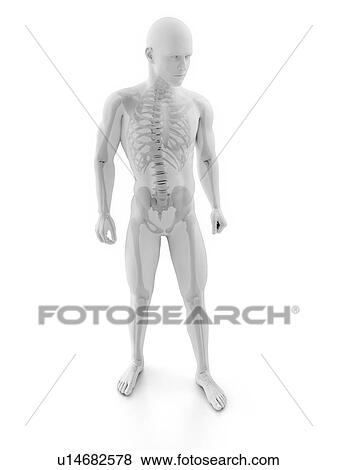 Stock Photo - Male skeleton, computer artwork.. Fotosearch