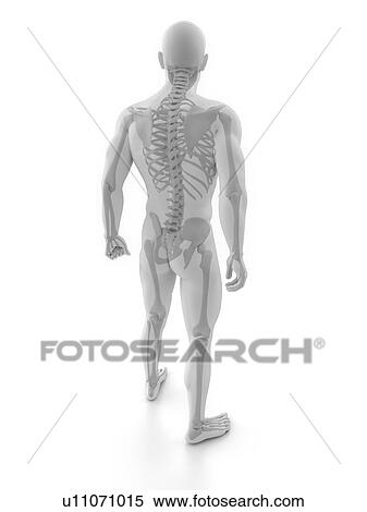 Male skeleton, computer artwork. View Large Photo Image Stock Photography - Male skeleton, computer artwork.. Fotosearch