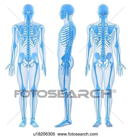 Stock Photography - Male skeleton, computer artwork.. Fotosearch