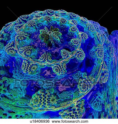 Mandelbulb fractal. Computer-generated image of a three-dimensional analogue derived form a Mandelbrot Set. View Large Photo Image Stock Photograph - Mandelbulb fractal. Computer-generated image of a three-dimensional analogue derived form a Mandelbrot Set.. Fotosearch