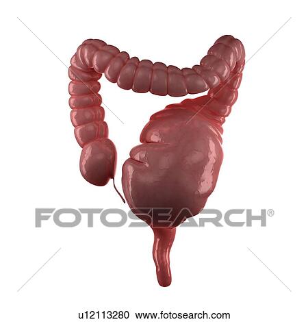 Megacolon, computer artwork. This is an abnormal dilation of the colon that may be congenital or acquired. View Large Photo Image Stock Image - Megacolon, computer artwork. This is an abnormal dilation of the colon that may be congenital or acquired.. Fotosearch