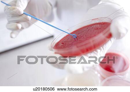 Stock Photograph - Microbiology research.. Fotosearch