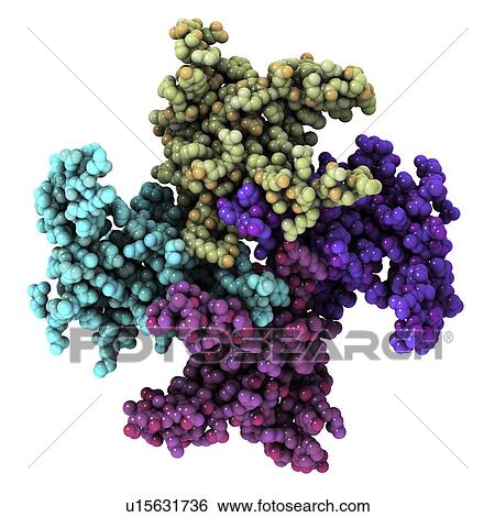 Stock Photograph - Mitochondrial RNA binding proteins. Molecular model of mitochondrial RNA (ribonucleic acid) binding protein 1 (MRP1) and MRP2 complexed together.. Fotosearch