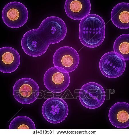 Mitosis (nuclear division), computer artwork. View Large Photo Image Stock Image - Mitosis (nuclear division), computer artwork.. Fotosearch