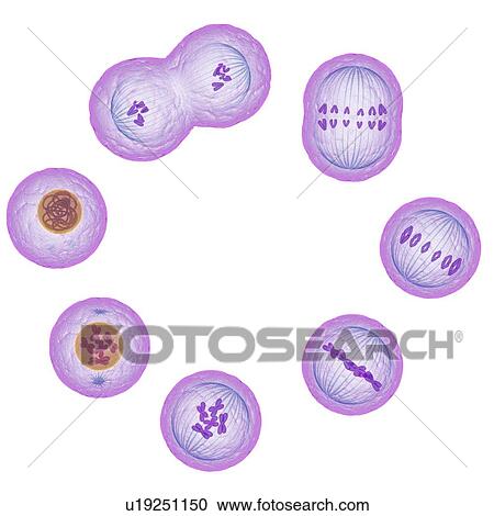 Mitosis (nuclear division), computer artwork. View Large Photo Image Stock Image - Mitosis (nuclear division), computer artwork.. Fotosearch