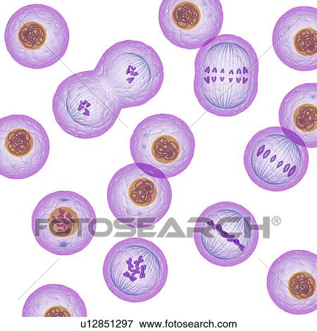 Mitosis (nuclear division), computer artwork. View Large Photo Image Stock Photo - Mitosis (nuclear division), computer artwork.. Fotosearch