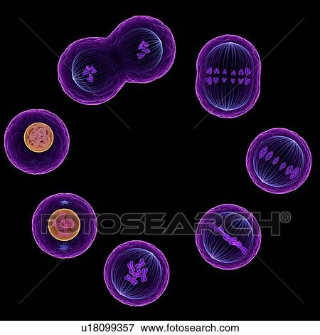 Stock Photo - Mitosis (nuclear division), computer artwork.. Fotosearch