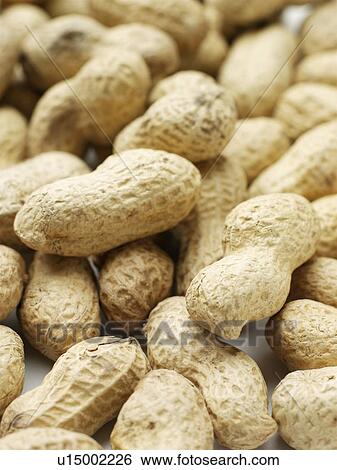Monkey nuts. View Large Photo Image Stock Photograph - Monkey nuts.. Fotosearch