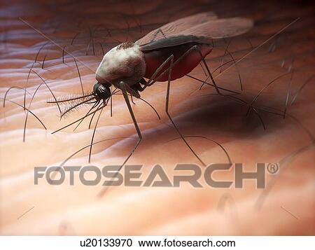 Mosquito (family Culicidae), artwork. View Large Photo Image Stock Image - Mosquito (family Culicidae), artwork.. Fotosearch