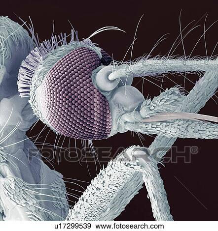 Stock Photo - Mosquito head, coloured scanning electron micrograph (SEM). Magnification: x700 when printed at 10 centimetres wide.. Fotosearch