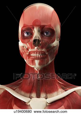 Stock Image - Muscles of the head and neck, computer artwork.. Fotosearch