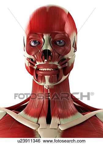 Stock Photograph - Muscles of the head and neck, computer artwork.. Fotosearch