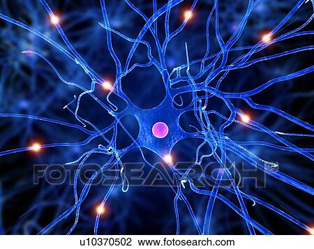 Nerve cell, computer artwork. View Large Photo Image Stock Image - Nerve cell, computer artwork.. Fotosearch