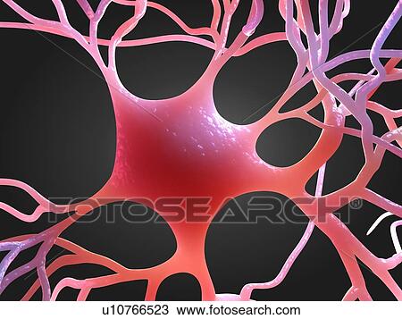 Stock Image - Nerve cell, computer artwork.. Fotosearch