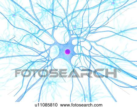 Nerve cell, computer artwork. View Large Photo Image Stock Image - Nerve cell, computer artwork.. Fotosearch