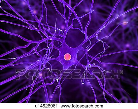 Nerve cell, computer artwork. View Large Photo Image Stock Image - Nerve cell, computer artwork.. Fotosearch