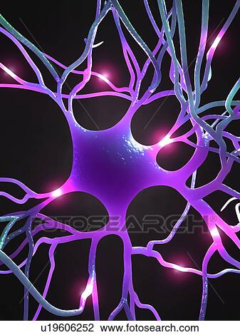 Nerve cell, computer artwork. View Large Photo Image Stock Image - Nerve cell, computer artwork.. Fotosearch