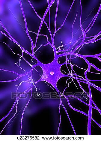 Nerve cell, computer artwork. View Large Photo Image Stock Image - Nerve cell, computer artwork.. Fotosearch
