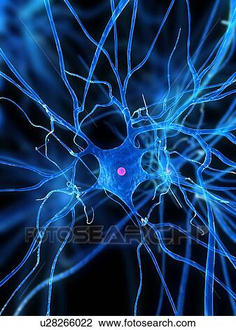 Nerve cell, computer artwork. View Large Photo Image Stock Image - Nerve cell, computer artwork.. Fotosearch