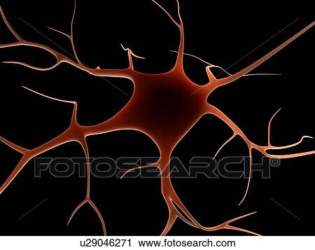 Nerve cell, computer artwork. View Large Photo Image Stock Image - Nerve cell, computer artwork.. Fotosearch