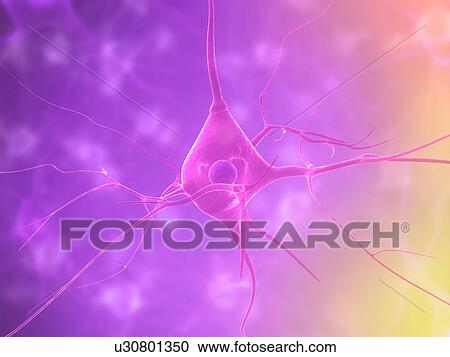 Nerve cell, computer artwork. View Large Photo Image Stock Image - Nerve cell, computer artwork.. Fotosearch
