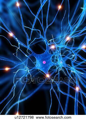 Stock Photo - Nerve cell, computer artwork.. Fotosearch