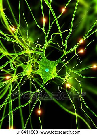 Nerve cell, computer artwork. View Large Photo Image Stock Photo - Nerve cell, computer artwork.. Fotosearch