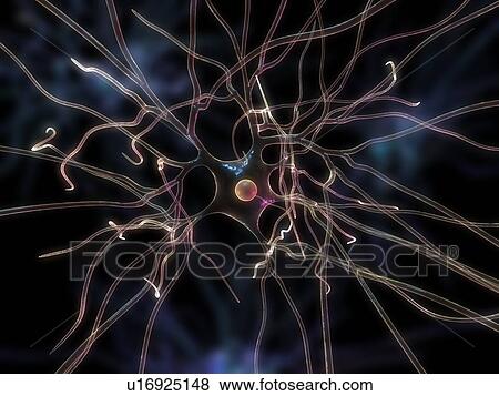 Nerve cell, computer artwork. View Large Photo Image Stock Photo - Nerve cell, computer artwork.. Fotosearch