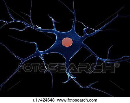 Nerve cell, computer artwork. View Large Photo Image Stock Photo - Nerve cell, computer artwork.. Fotosearch