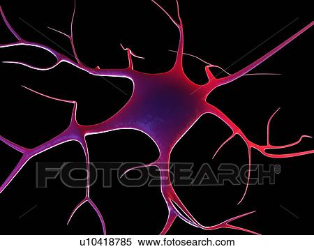 Nerve cell, computer artwork. View Large Photo Image Stock Photography - Nerve cell, computer artwork.. Fotosearch