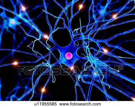 Nerve cell, computer artwork. View Large Photo Image Stock Photography - Nerve cell, computer artwork.. Fotosearch