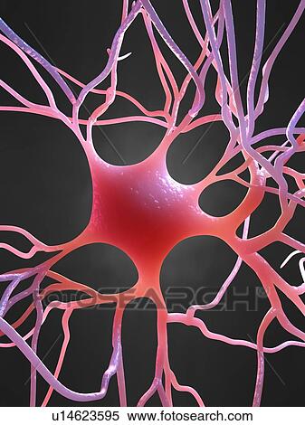 Stock Photography - Nerve cell, computer artwork.. Fotosearch