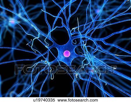 Stock Photography - Nerve cell, computer artwork.. Fotosearch