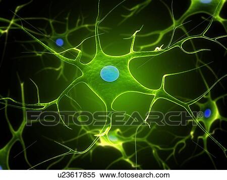 Stock Photography - Nerve cell, computer artwork.. Fotosearch