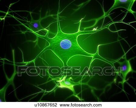Stock Image - Nerve cells, computer artwork.. Fotosearch