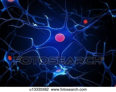 Nerve cells, computer artwork. View Large Photo Image Stock Image - Nerve cells, computer artwork.. Fotosearch