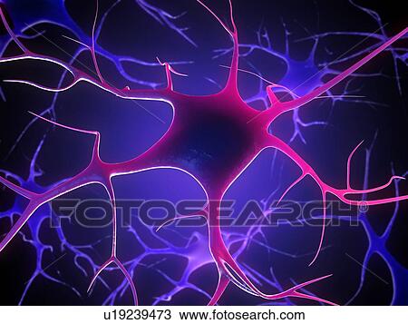Stock Image - Nerve cells, computer artwork.. Fotosearch