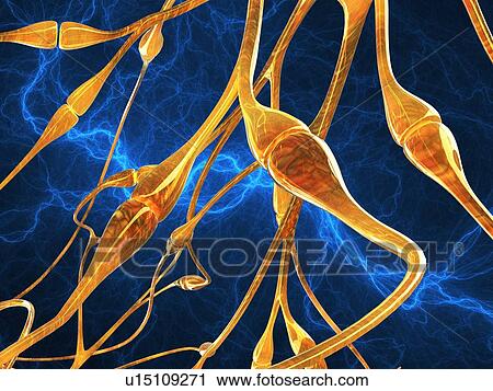Stock Image - Nerve synapses, computer artwork.. Fotosearch